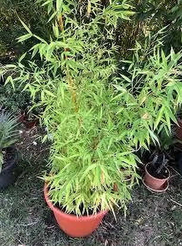 KUMUBON Two Layer Bamboo Plant  (Hybrid, Pack of 1)