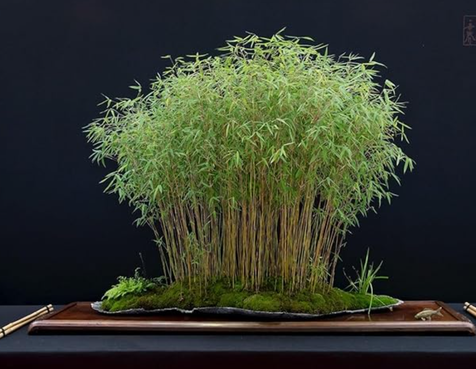 Bamboo plants for home decoration 1 live bush