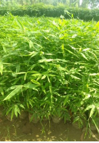 Green Bamboo Plant, For Park, Garden, Length : 0-10ft