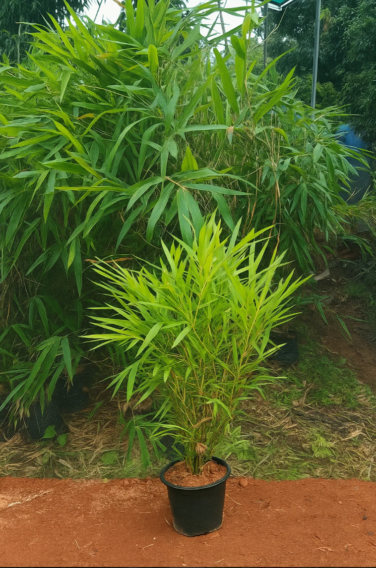 Golden Bamboo Plant