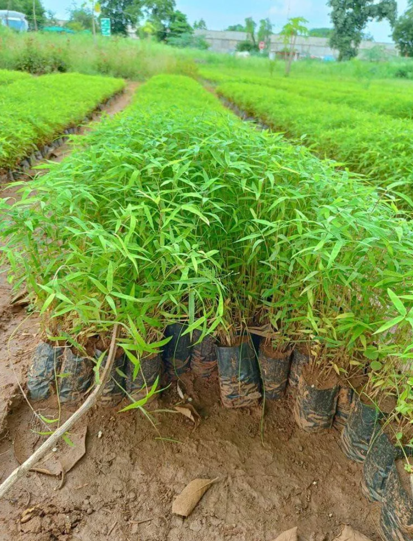 Green Bambusa Vulgar Fast Growth Bamboo Plant, For Garden