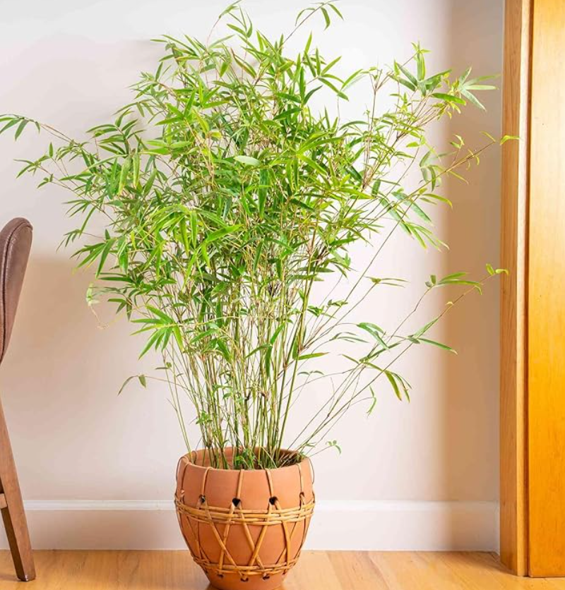 GOLDEN BAMBOO PLANT SMALL POT INDOOR & OUTDOOR GARDEN LIVE ORGANIC HYBRID TREE 1